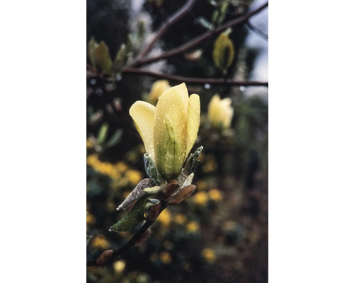 Magnolie FloraSelf Magnolia 'Daphne' H 60-80 cm Co 7,5 L