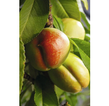 Gros plan de nectarines sur un arbre avec des feuilles
