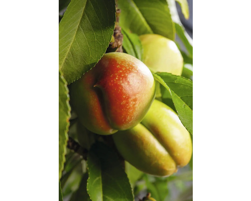 Nahaufnahme von Nektarinen am Baum mit Blättern