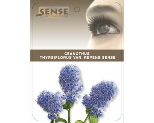 Ceanothus thyrsiflorus var. repens Sense Packung