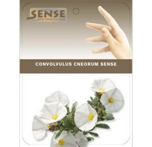 Verpackung von Convolvulus cneorum Sense Blumensamen