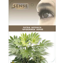 Fatsia Japonica Zimmerpflanze ''Spiderweb Sense'' im Topf