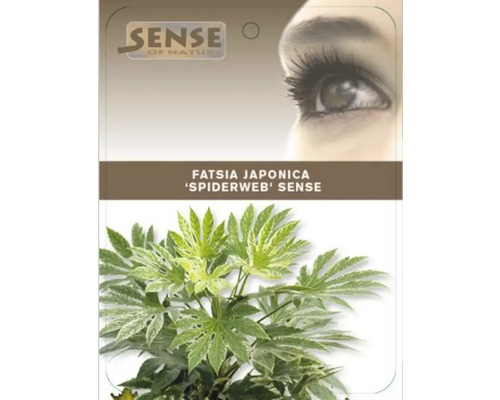 Plante d''intérieur Fatsia Japonica ''Spiderweb Sense'' en pot