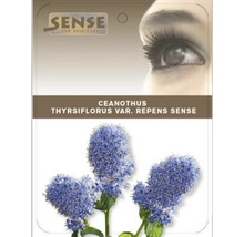 Image de la plante Ceanothus thyrsiflorus var. repens Sense