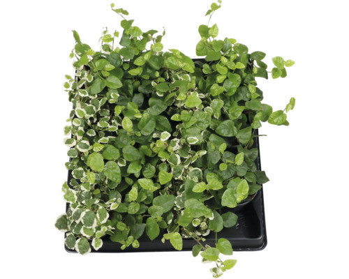 Figuier grimpant en pot