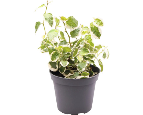 Plante d''intérieur lierre en pot