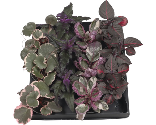 Plateau avec diverses plantes ornementales