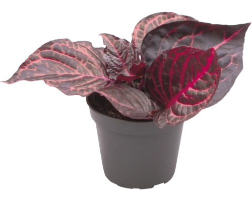 Plante d''intérieur en pot