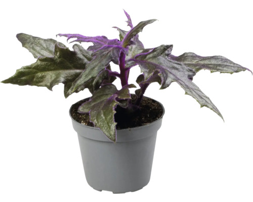 Plante en pot Gynura avec des feuilles dentelées