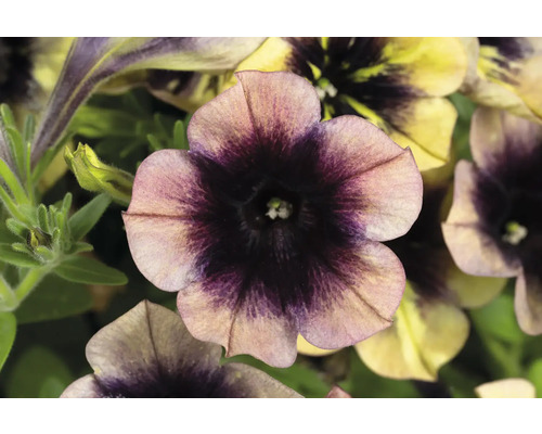 Gros plan sur des fleurs de pétunia dans le jardin