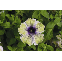 Nahaufnahme einer Petunie mit grün-violetten Blütenblättern
