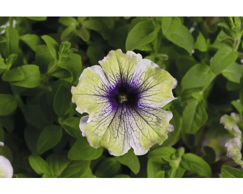 Gros plan d''un pétunia avec des pétales vert-violet