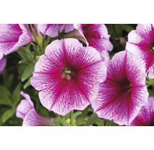 Gros plan sur des fleurs de pétunia