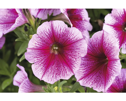 Gros plan sur des fleurs de pétunia