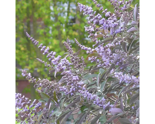 Blühender Mönchspfeffer Strauch im Garten
