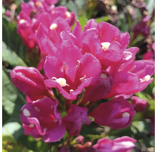Gros plan d''un plant de Weigelia avec des fleurs