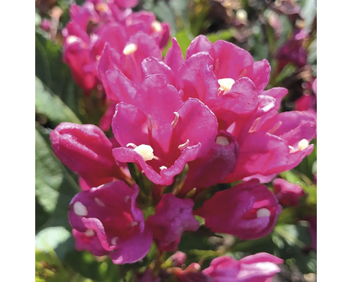 Gros plan d''un plant de Weigelia avec des fleurs