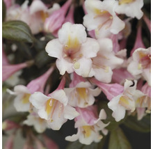 Gros plan d''un weigelia avec des fleurs délicates
