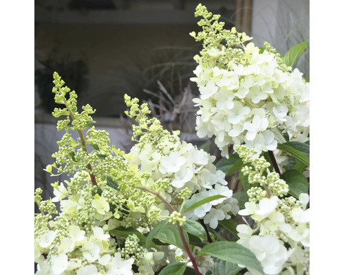 Rispenhortensie mit weißen Blüten und grünen Blättern.