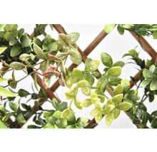 Plantes vertes décoratives sur treillis