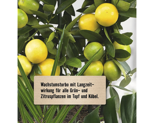 Zitruspflanze mit Früchten und Schild mit der Aufschrift Wachstumsturbo