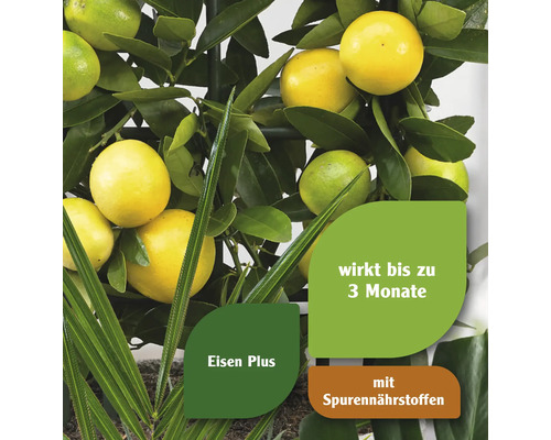 Zitruspflanze mit Eisen Plus und Spurennährstoffen, die bis zu drei Monate wirkt