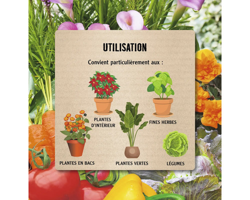 Illustration de l''utilisation des plantes d''intérieur, en pot et vertes, des herbes et des légumes.