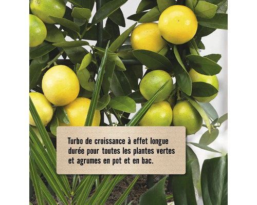 Gros plan d''agrumes avec des feuilles