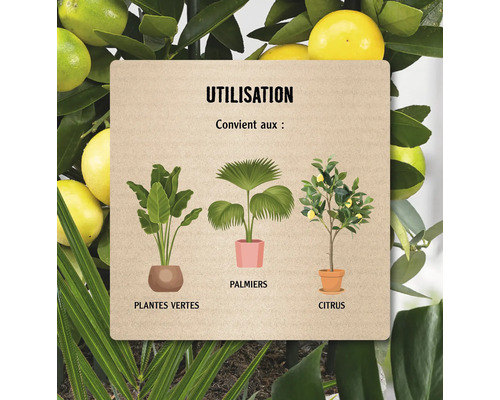 Illustration avec plantes vertes, palmiers et agrumes pour utilisation