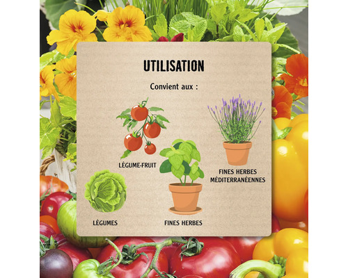 Illustration avec des légumes, des herbes et leur utilisation