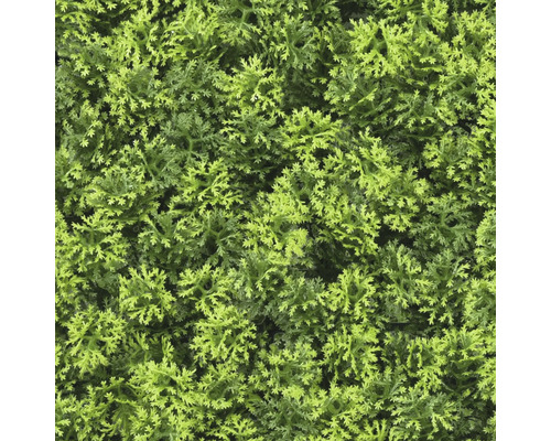 Gros plan de verdure artificielle comme plante de haie