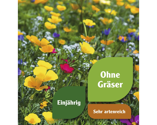 Blumenwiese mit einjährigen, artenreichen Blumen ohne Gräser