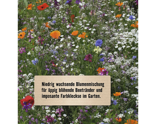 Blumenwiese mit einer Mischung aus verschiedenen Wildblumen