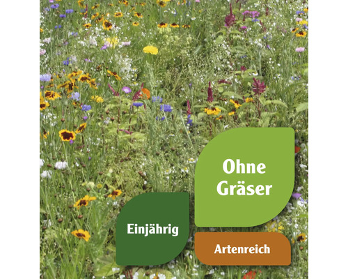 Blumenwiese, einjährig, ohne Gräser, artenreich