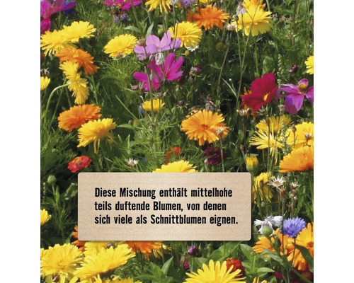 Verschiedenfarbige Blumenwiese mit Textfeld im Vordergrund.