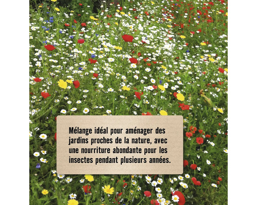 Prairie fleurie avec différentes espèces de fleurs sauvages