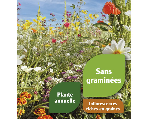Prairie fleurie avec indications : Sans graminées, plante annuelle, inflorescences riches en graines