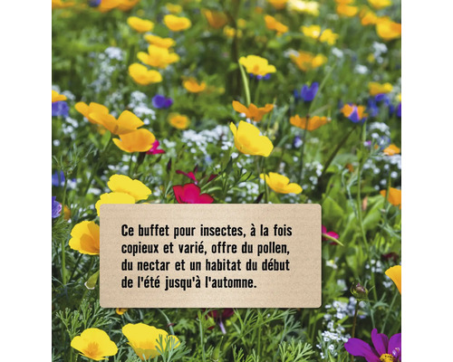 Buffet pour insectes avec différentes espèces de fleurs