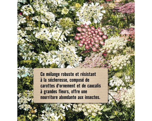Mélange de fleurs de carottes et de caucalis pour les insectes
