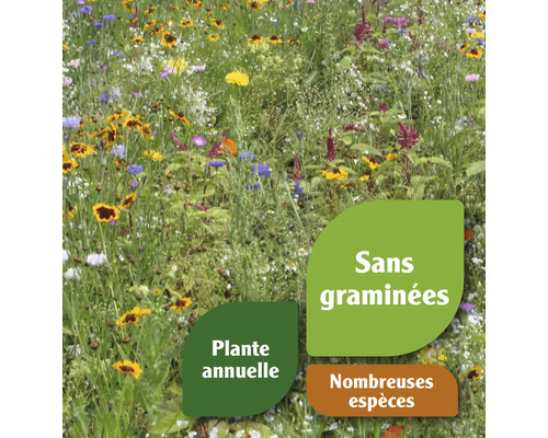 Prairie fleurie avec plantes annuelles et de nombreuses espèces, sans graminées