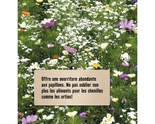 Prairie fleurie avec indication de source de nourriture pour les papillons et les chenilles