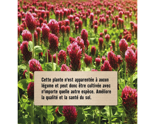Champ de trèfle rouge pour l''amélioration du sol.