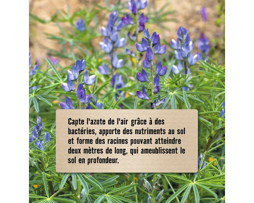 Lupins avec texte sur la fixation de l''azote de l''air