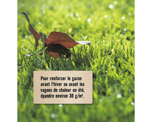 Informations sur l''entretien de la pelouse avant l''hiver ou les vagues de chaleur