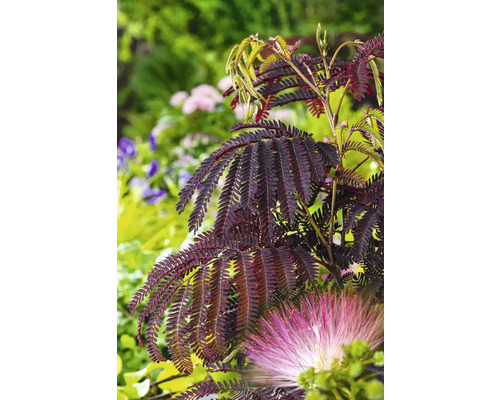 Seidenbaum 'Summer Chocolate' FloraSelf Albizia julibrissin 'Summer Chocolate' Gesamthöhe ca. 40-60 cm Co 7,5 L, schokoladenbraun Seidenbaum 'Summer Chocolate' FloraSelf Albizia julibrissin 'Summer Chocolate' Gesamthöhe ca. 40-60 cm Co 7,5 L, schokoladenbraun