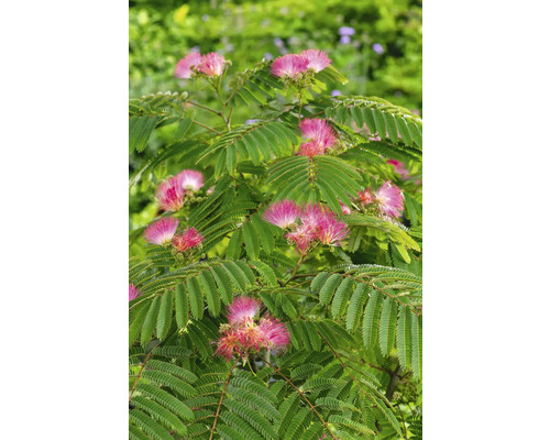 Arbre à soie 'Ombrella' FloraSelf Albizia julibrissin 'Ombrella' hauteur du tronc env. 105 cm hauteur totale env. 160 cm Co 18 l