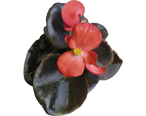 Bégonia avec des fleurs rouges et des feuilles vertes.