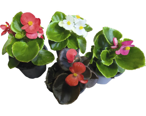 Eisbegonie in Sorten FloraSelf Begonia semperflorens Ø 9 cm Topf