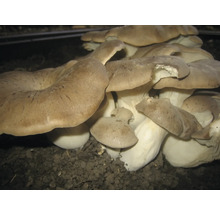 Pleurotes en culture dans le sol