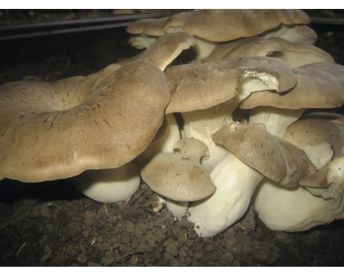 Pleurotes en culture dans le sol